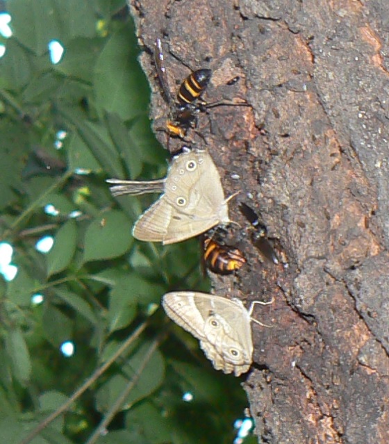 団地前のクヌギ_いつもの樹液_サトキマダラヒカゲ、モンスズメバチ、ヒメスズメバチ、コメツキムシの一種 2021年6月13日5時30分頃 気温23度